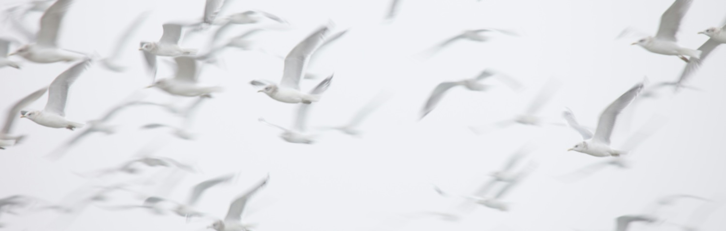 Karl Jenkins The Armed Man August 2